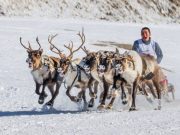 Власти ЯНАО не будут отменять важный региональный праздник из-за пандемии коронавируса