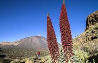 «Академия Тенерифе»: конкурсы, вебинары, актуальная информация