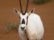 «Эмирейтс Груп» подтверждает свою приверженность сохранению дикой природы и окружающей среды