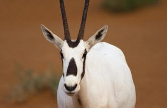 «Эмирейтс Груп» подтверждает свою приверженность сохранению дикой природы и окружающей среды