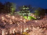 Фестиваль цветущей вишни скоро пройдёт в японском парке Такада