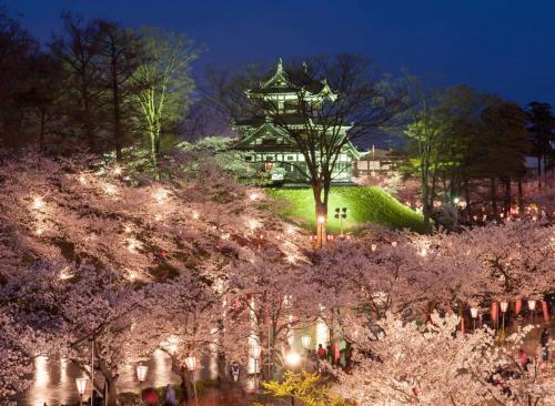 Фестиваль цветущей вишни скоро пройдёт в японском парке Такада