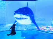 Левиафан, мозазавр и мегалодон: в «Москвариуме» начался «юрский период»