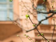 Синоптики назвали дату прихода настоящей весны в центр России