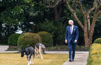 Собак Джо Байдена выдворили из Белого дома из-за агрессивного поведения