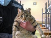 Строгач, пожизненно: как живут котики на зоне (ФОТО, ВИДЕО)