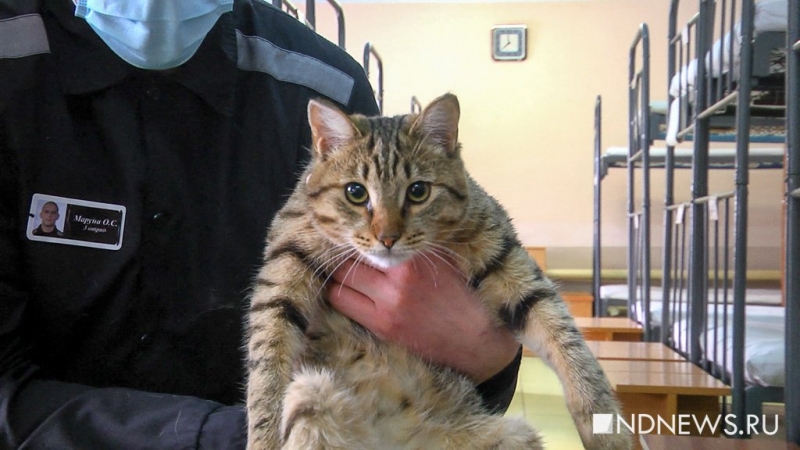 Строгач, пожизненно: как живут котики на зоне (ФОТО, ВИДЕО)