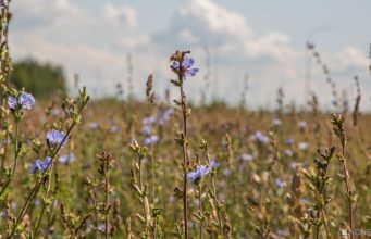 В Гидрометцентре рассказали, какими будут остаток весны и лето в России