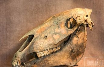 В Петербурге плотник украл черепа древних животных и продал их школьнику