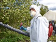 Как побороть вредителей на участке?