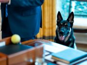 Овчарка Байдена пройдет дополнительный курс дрессировки