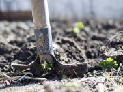 В Слуге народа объяснили: никто не забирает у украинцев два бесплатных гектара — наоборот, расширят возможности