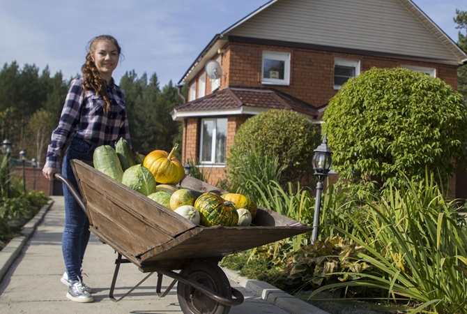 Фермеры: Из-за дождей черешня гнила на деревьях, зато ждем рекордный урожай моркови и картофеля