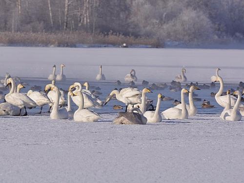Лебединое озеро провалилось